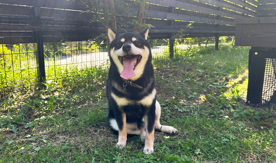 キャスケード - 滝