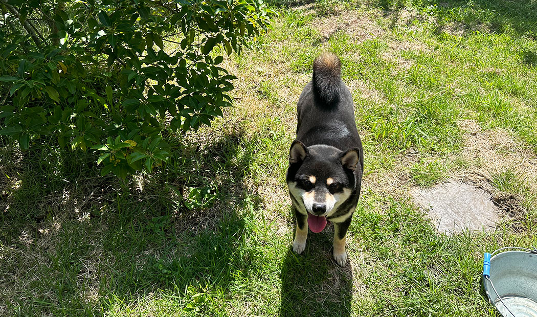 キャスケード - 滝